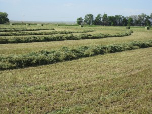 Alfalfa Windrows in Idaho
