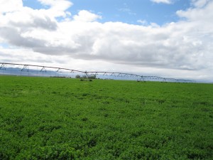 Nevada Alfalfa Farm