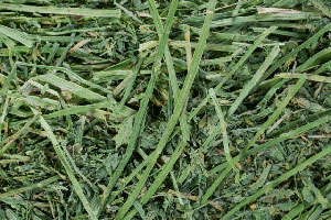 PNW 1st Cutting Alfalfa
